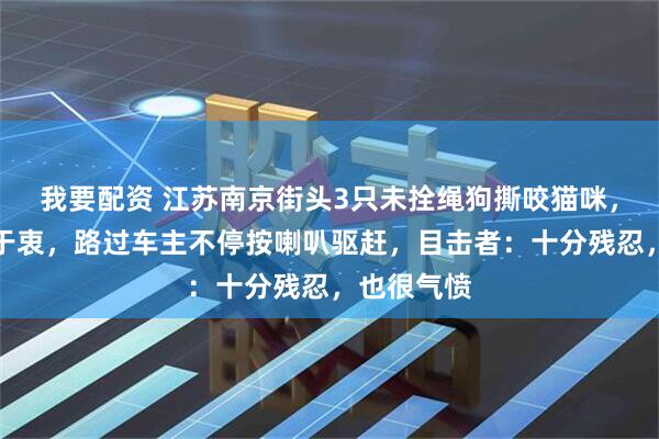 我要配资 江苏南京街头3只未拴绳狗撕咬猫咪，主人无动于衷，路过车主不停按喇叭驱赶，目击者：十分残忍，也很气愤